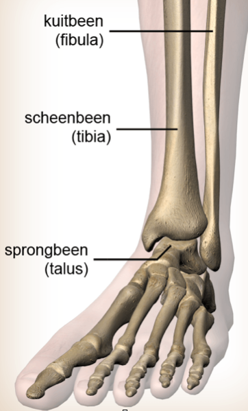 Enkel impingement - Orthopedie Team